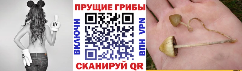 хочу наркоту  Лысьва  Псилоцибиновые грибы GOLDEN TEACHER 